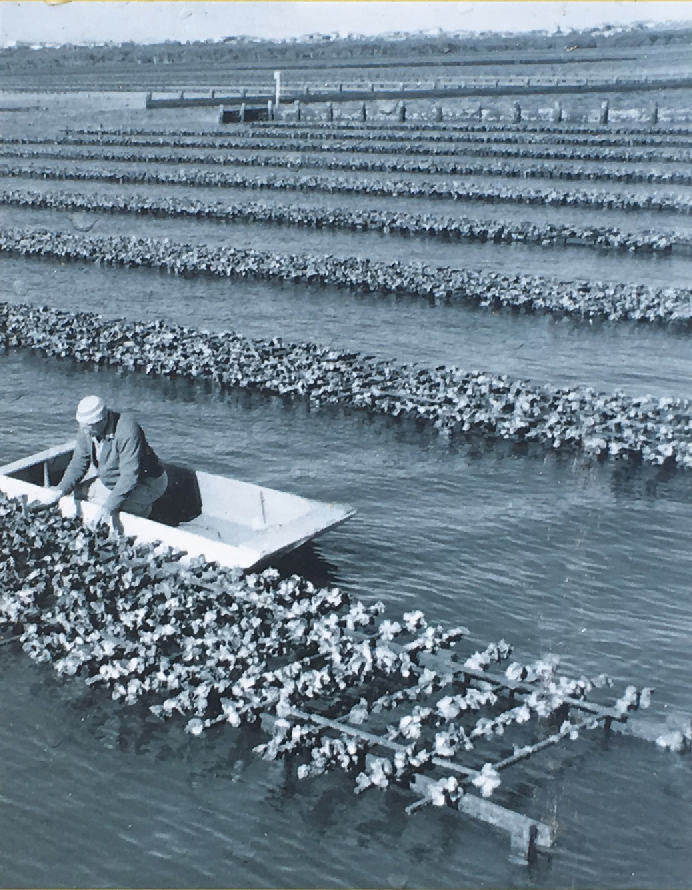 Dawson's Oyster Supplies Oyster Farming and the Environment