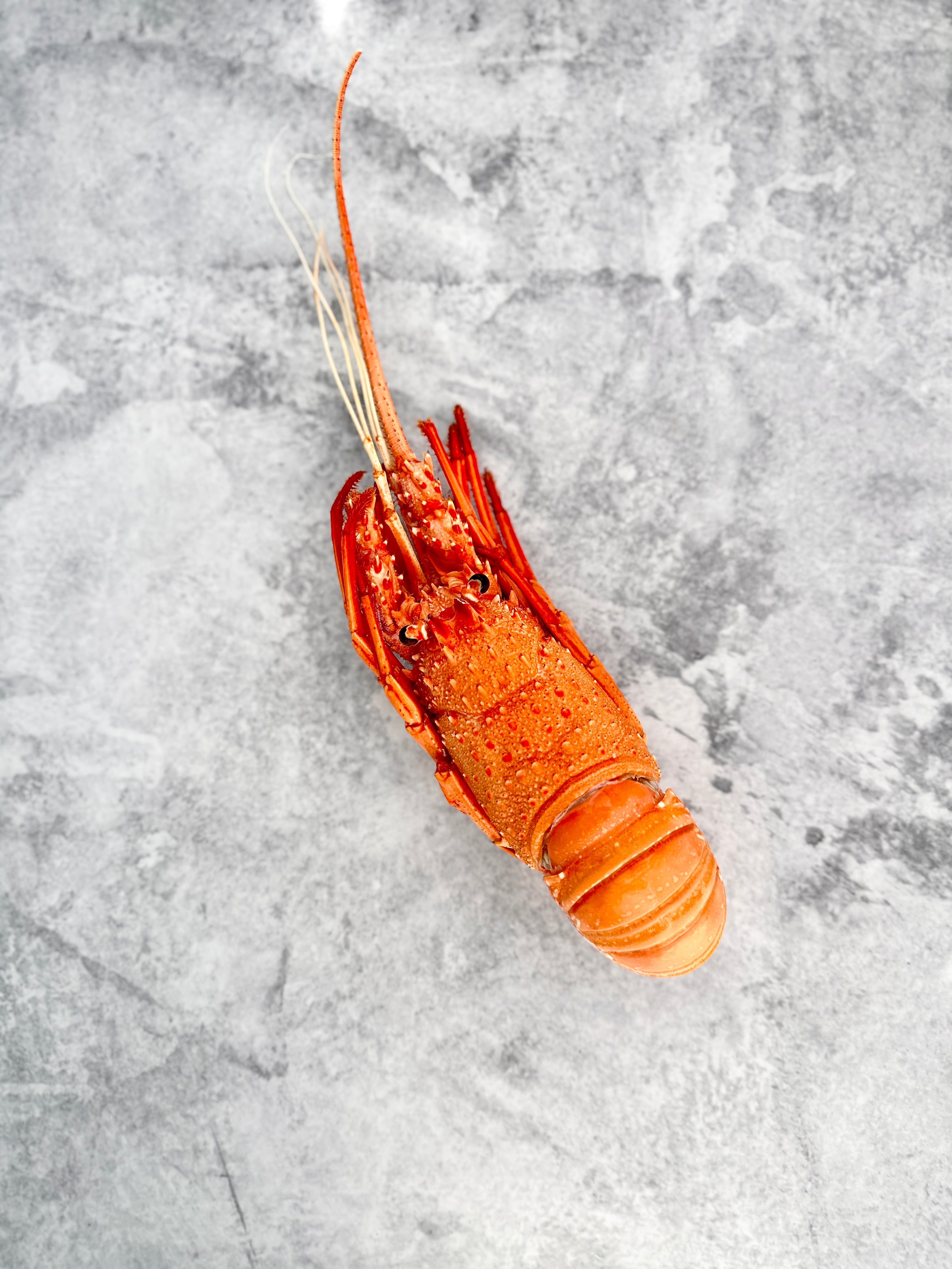 Western Rock Lobster Dawson's Oyster Supplies