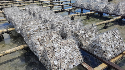 Sustainable Solutions: Repurposing Oyster Shells for Environmental Benefits