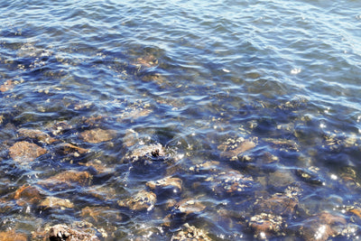 Local Oyster Farms Diversify to Survive