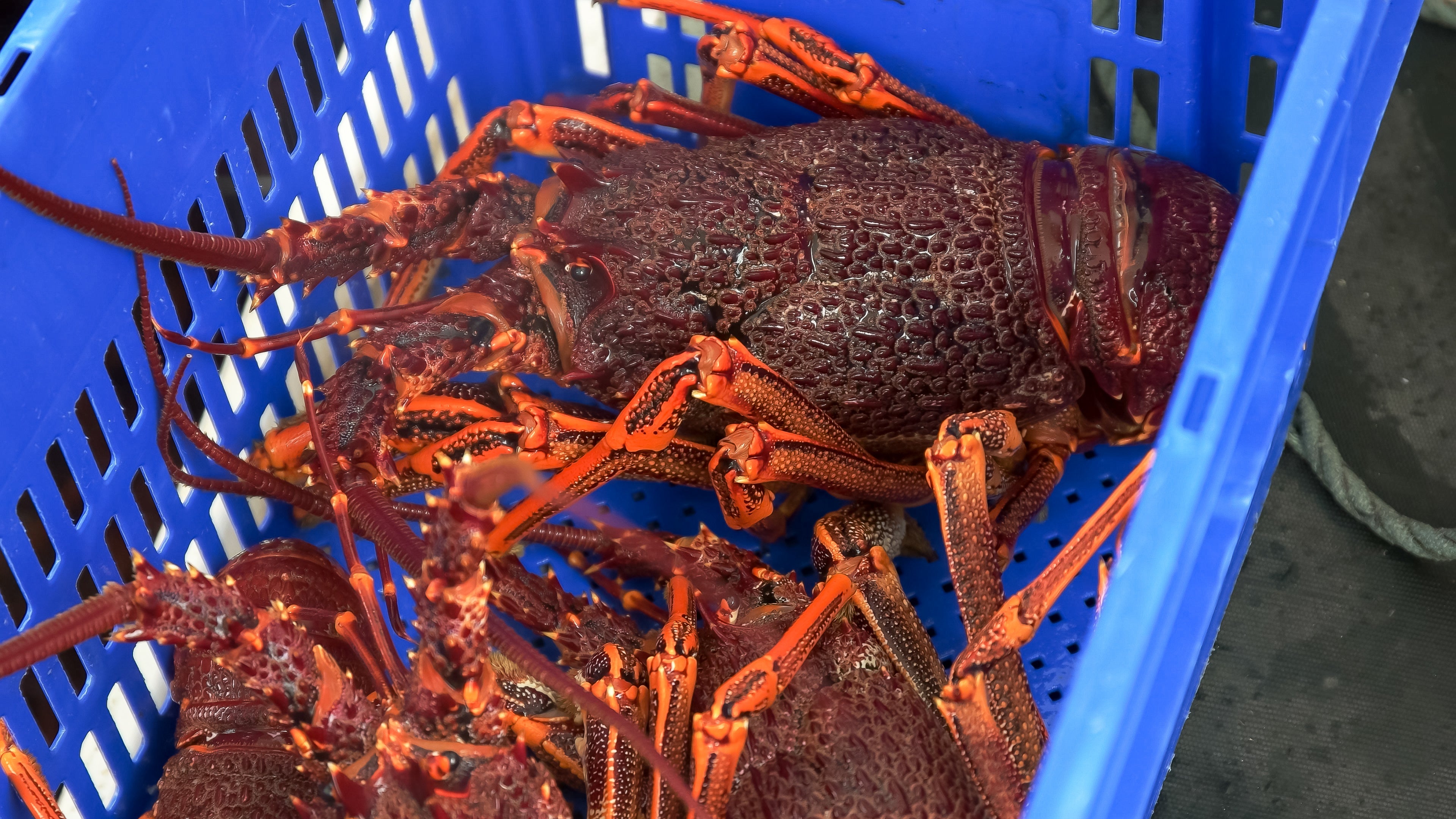 Dawson's Oyster Supplies | A Snapshot of Australian Fisheries & Aquaculture
